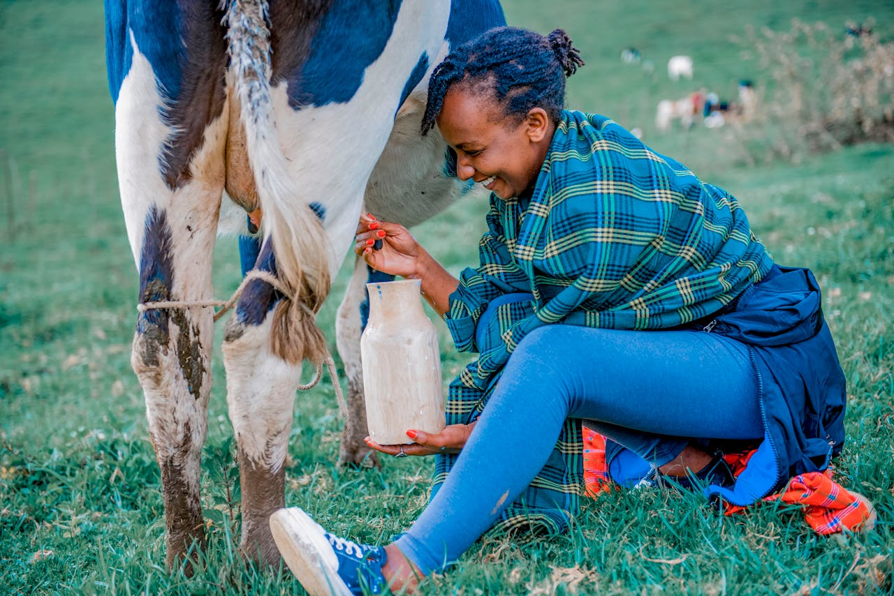 A woman milking a cow by hand in a grassy pasture on a summer day.