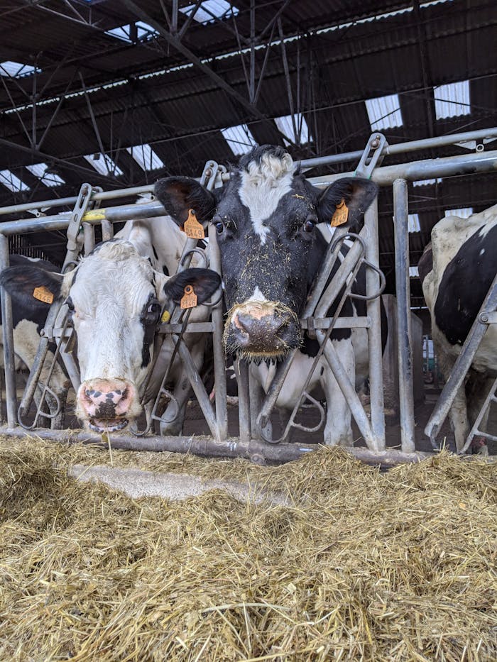 Close-up of Holstein dairy cows feeding in a barn, showcasing agriculture and livestock behavior.