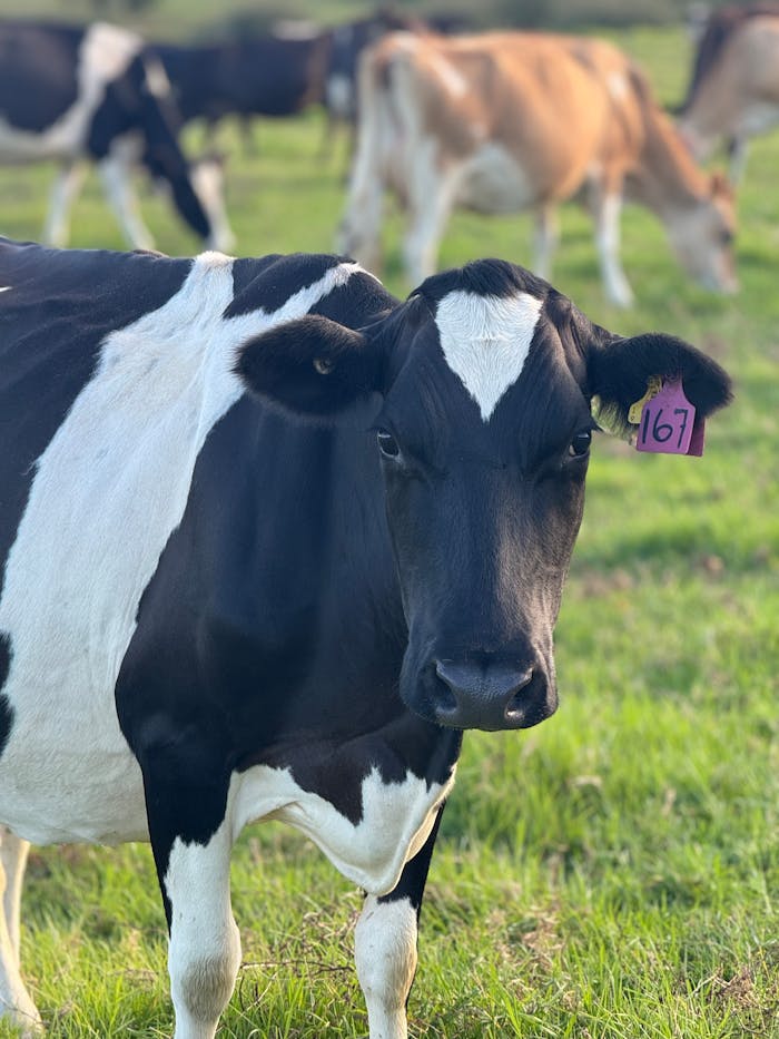 A close-up of a Holstein cow in a green pasture with other cows in the background.
